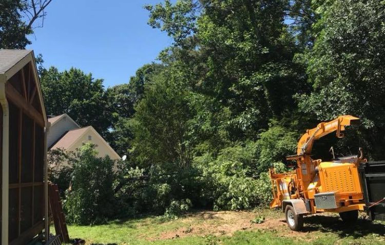 urgent tree clearing assistance