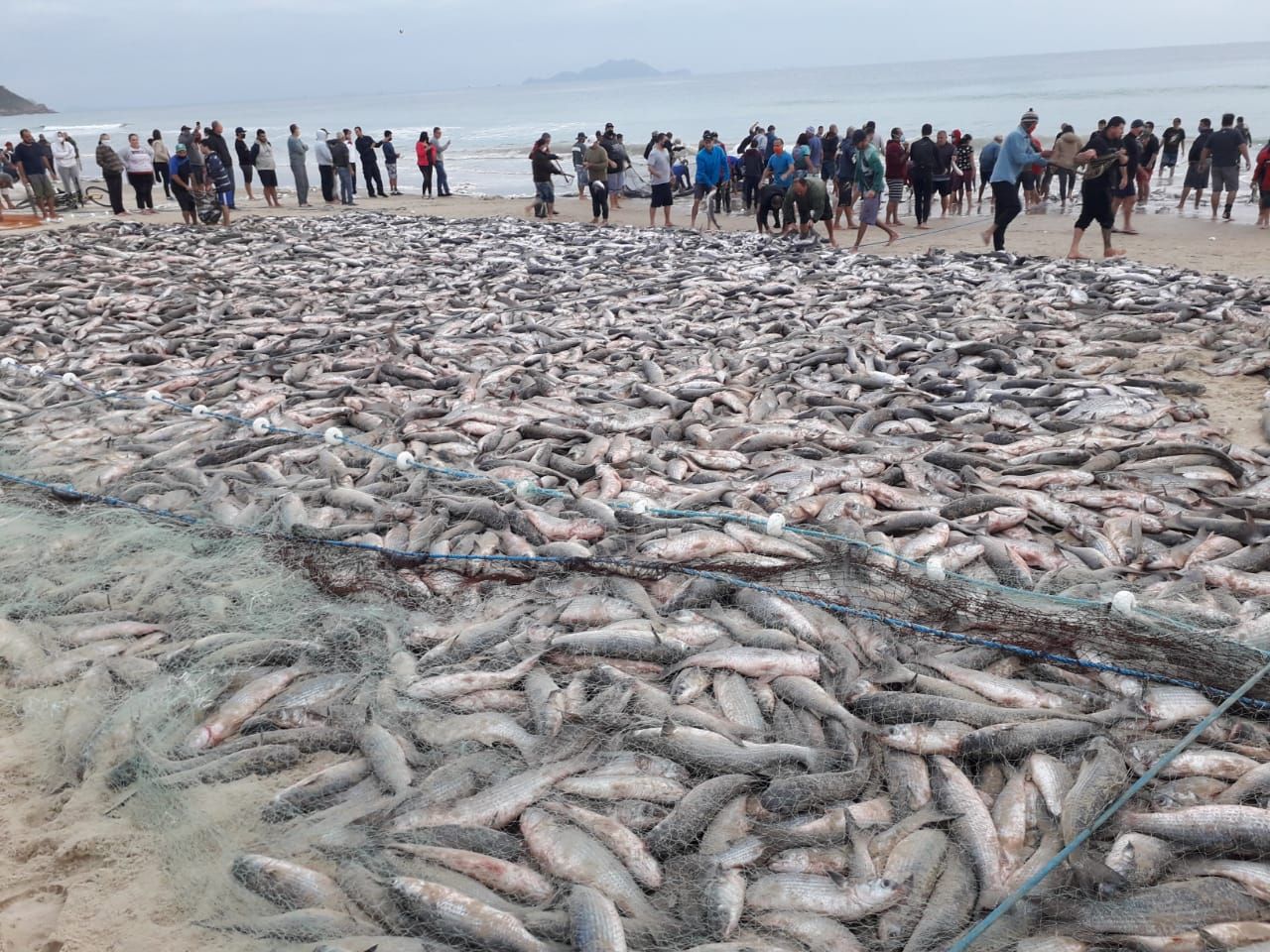 Praia coberta por inúmeros peixes, com pessoas por perto, possivelmente pescando.