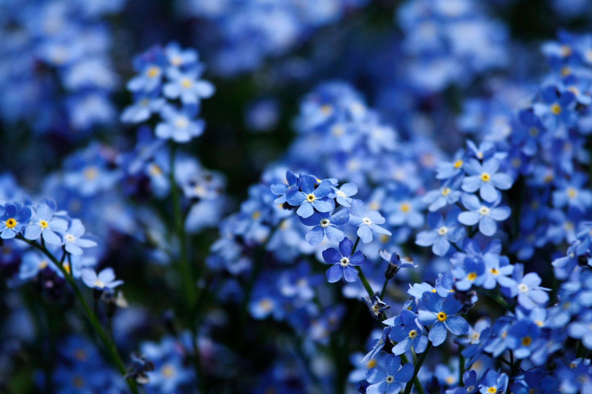 A dense cluster of small, five-petaled blue forget-me-not flowers with tiny yellow centers in soft focus.