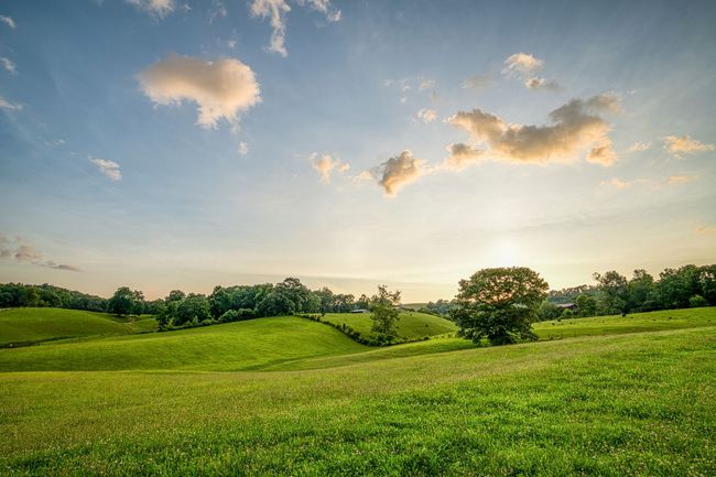 A vibrant green, rolling meadow under a bright, sunny sky with soft clouds at sunset.