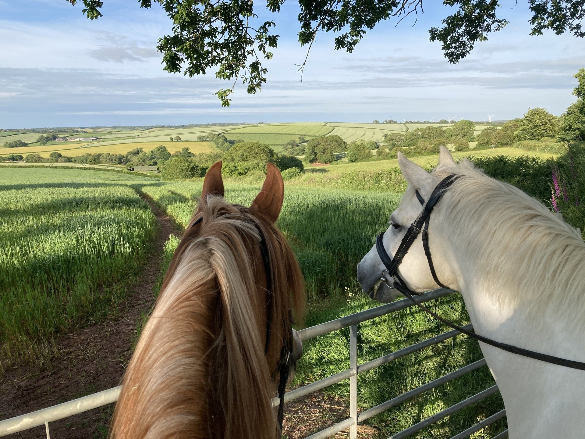 Out riding