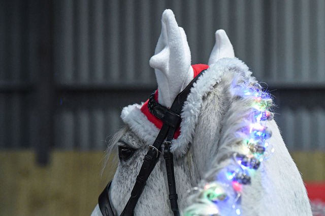 Christmas Dressage with Charlie