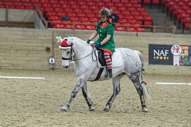 Christmas dressage moment