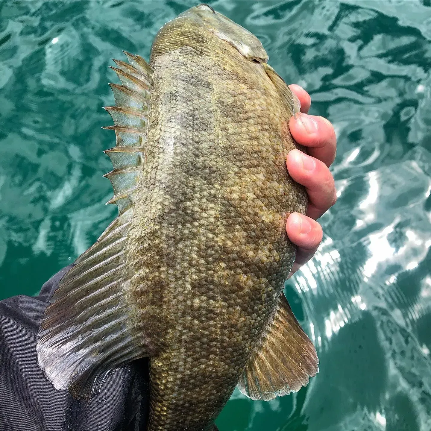 A person holding a smallmouth bass over water, fish has dark scales, fins.