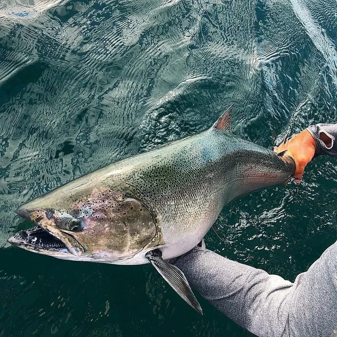 A large fish, possibly a salmon, is held by a gloved hand above water.