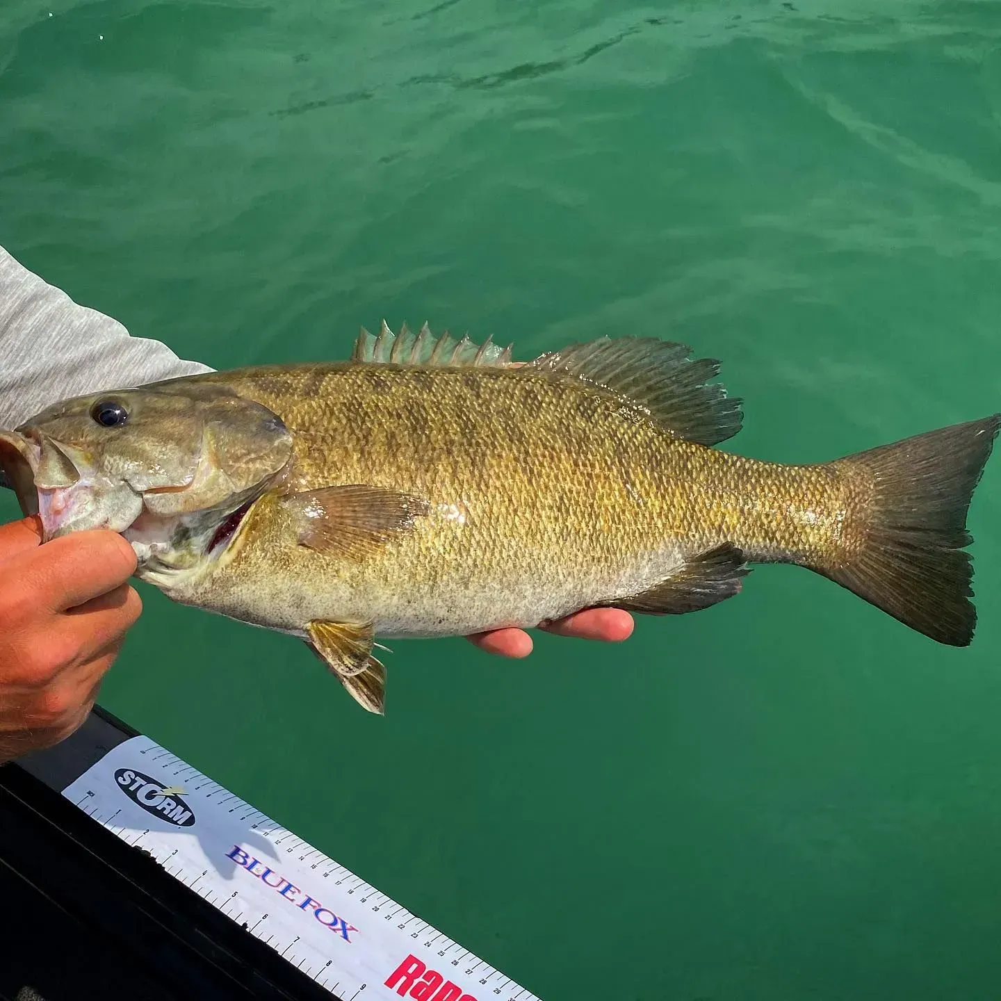 Smallmouth bass held by a person over turquoise water; measuring tape visible.