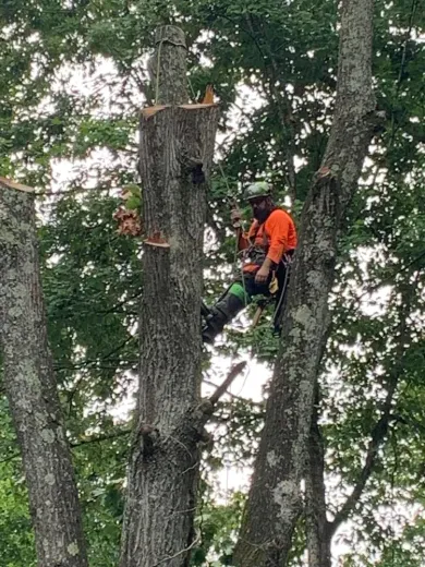 A man is climbing a tree with a chainsaw.