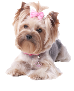 Small Yorkshire terrier with a pink bow and collar, lying down on a white background.
