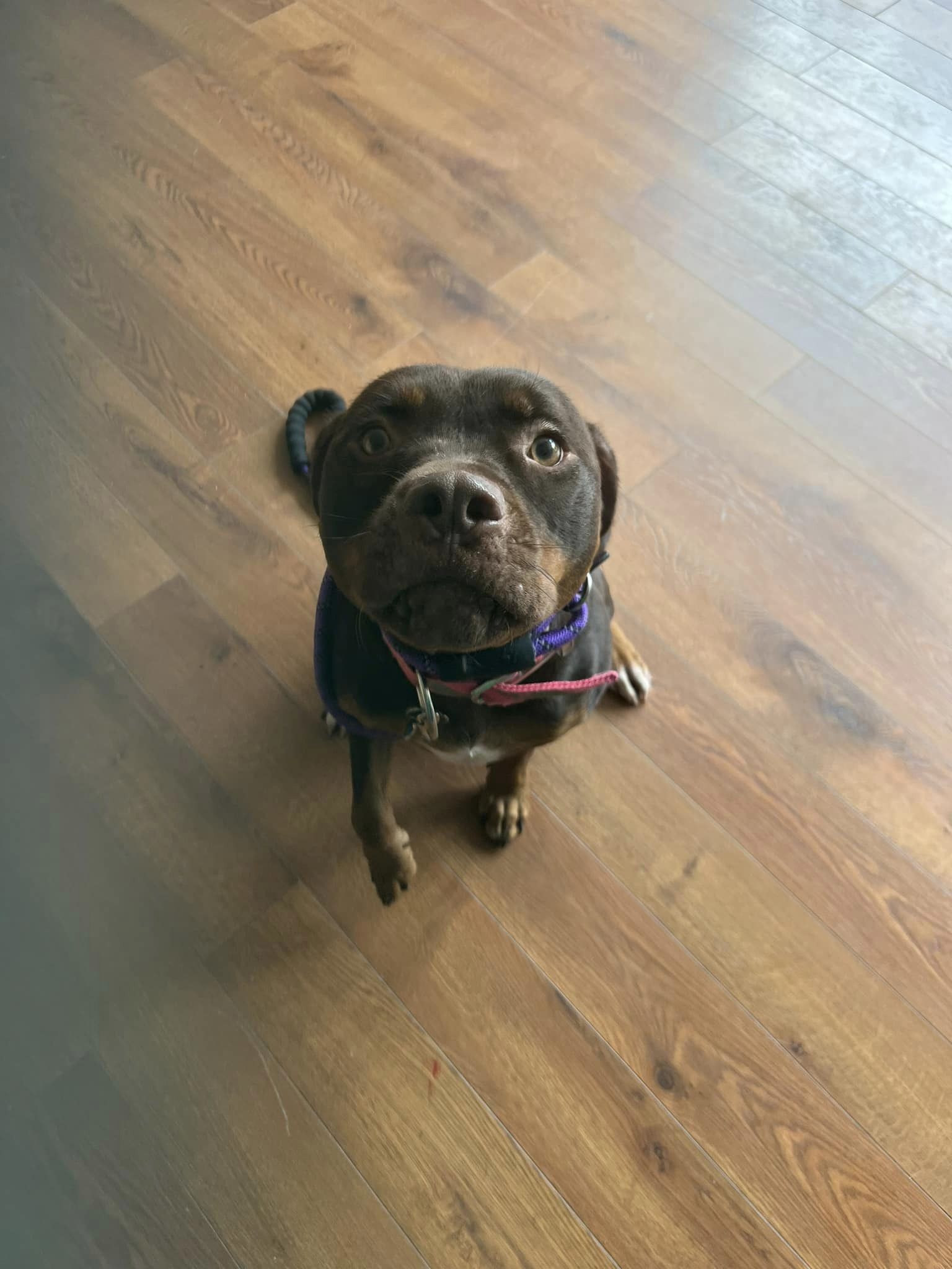Stella - Abby's Angels Animal Haven