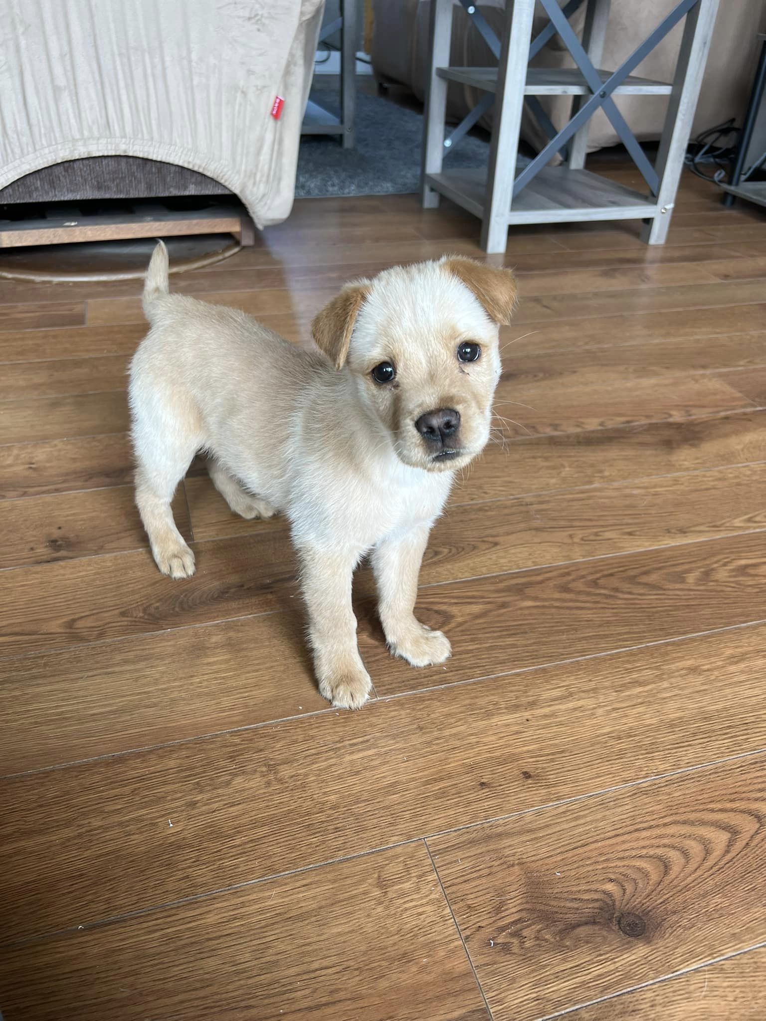 Goldilocks - Abby's Angels Animal Haven