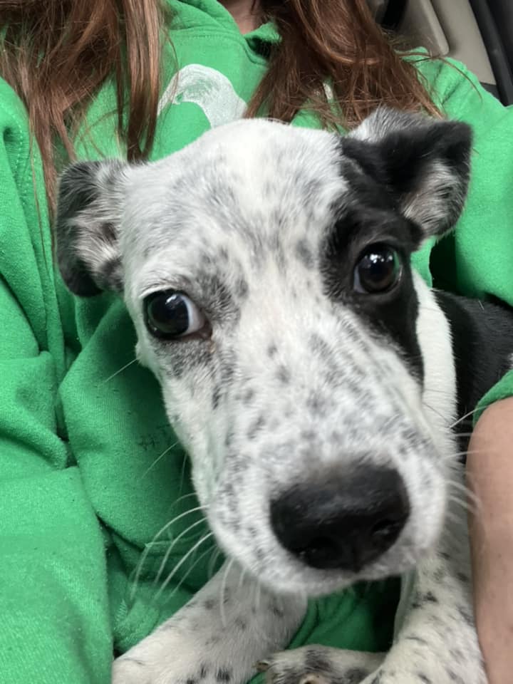 Rowdy - Abby's Angels Animal Haven