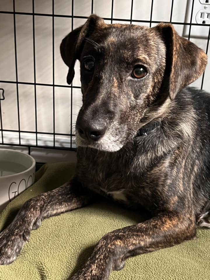 Harley - Abby's Angels Animal Haven