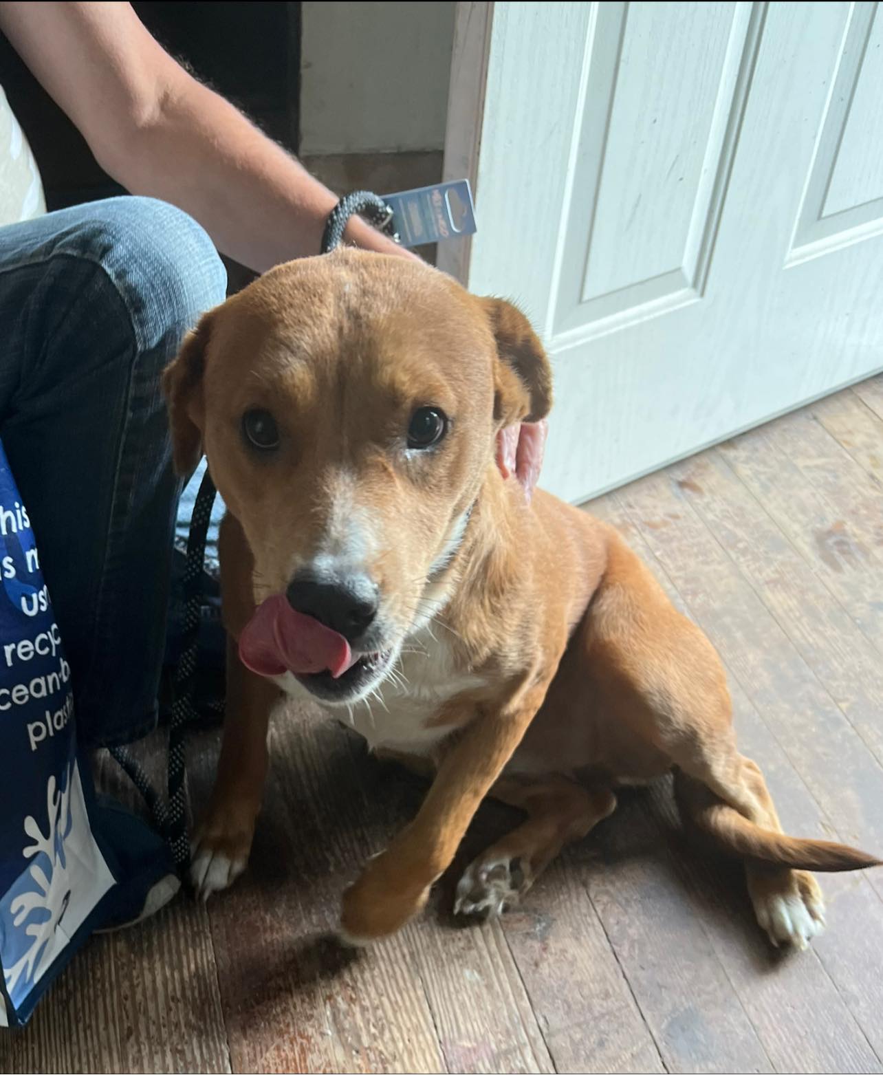 Lauren - Abby's Angels Animal Haven