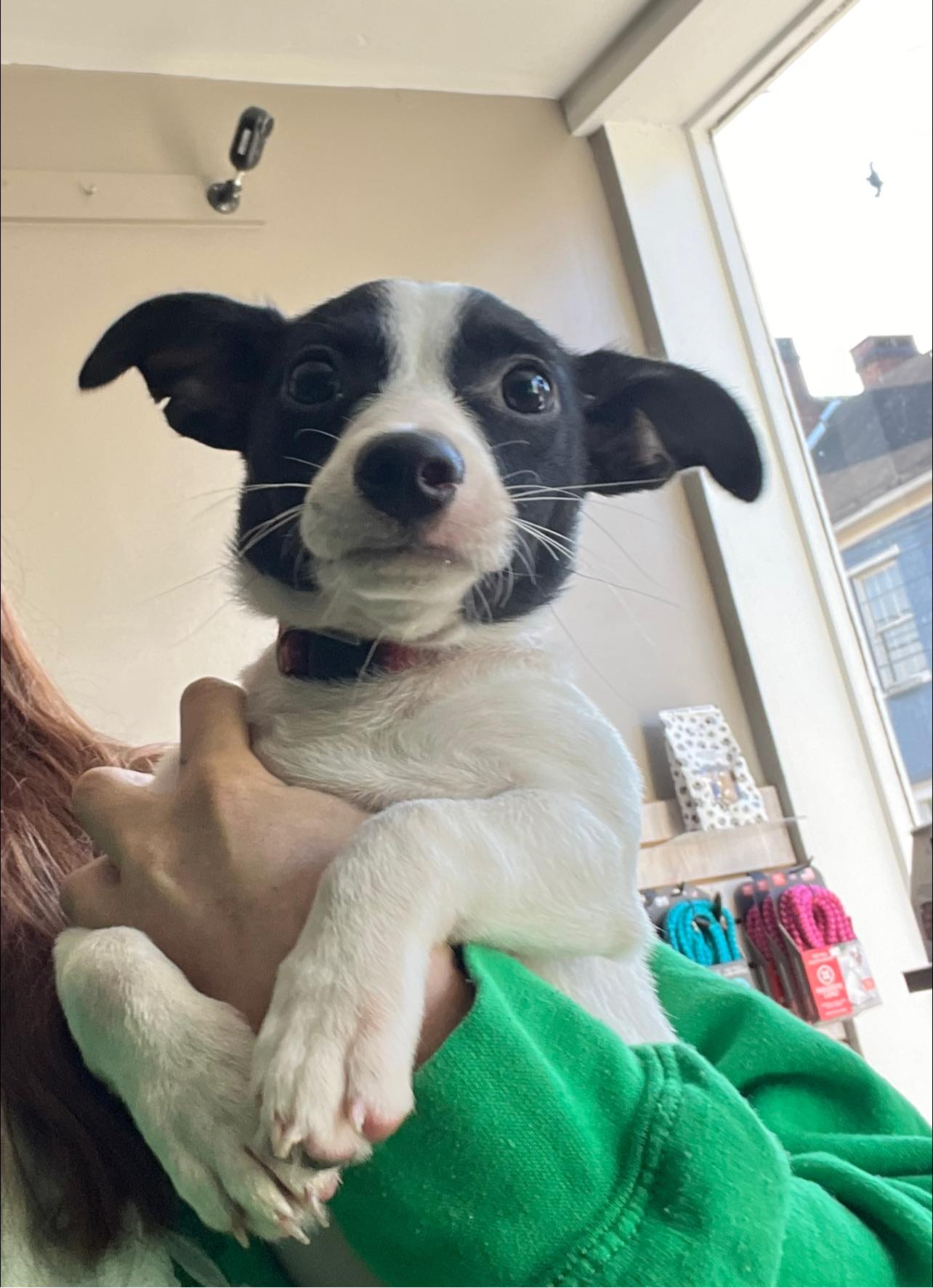 Stan Lee - Abby's Angels Animal Haven