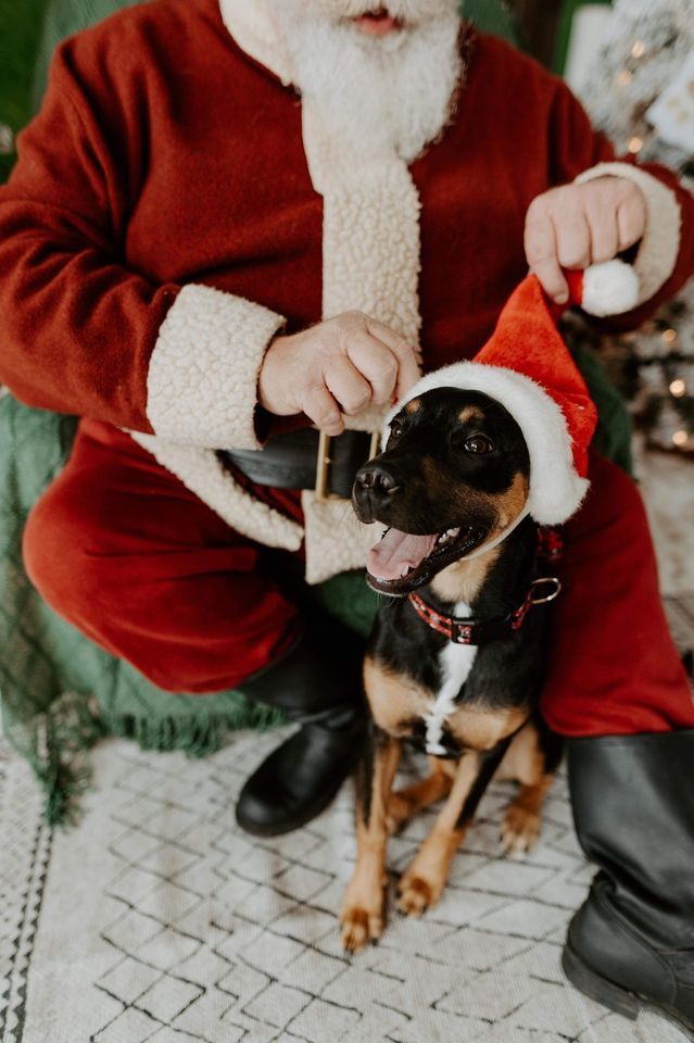 dog, puppy photos with santa happening november 4th and 5th 2023 in bedford pa, dog photos with santa altoona pa, dog photos with santa johnstown pa, dog photos with santa somerset pa, santa dog photos near me