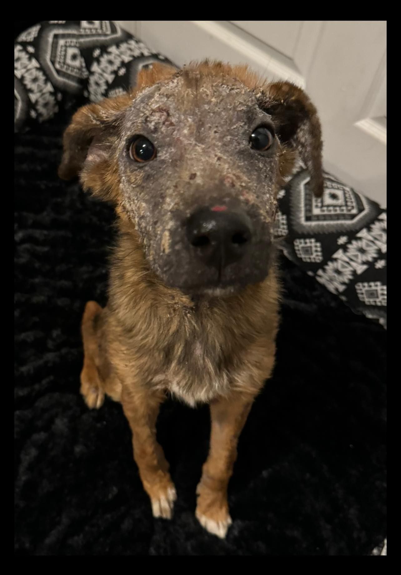 dog