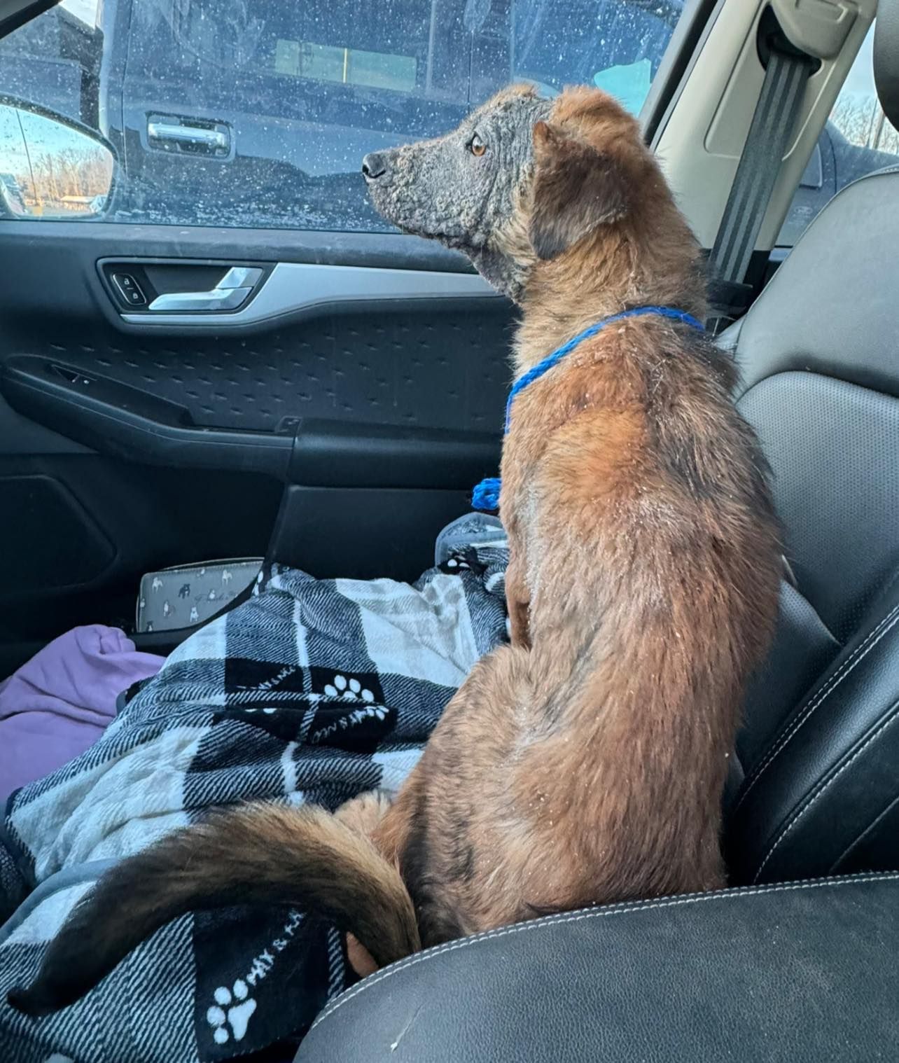 dog