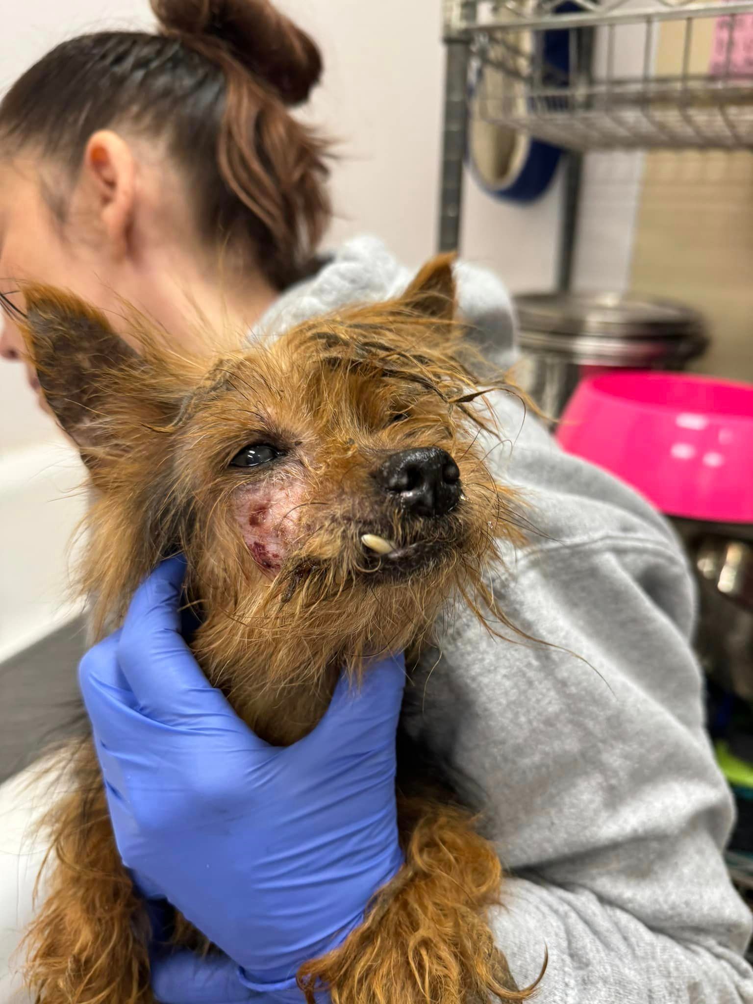Bedford county hoarding dogs