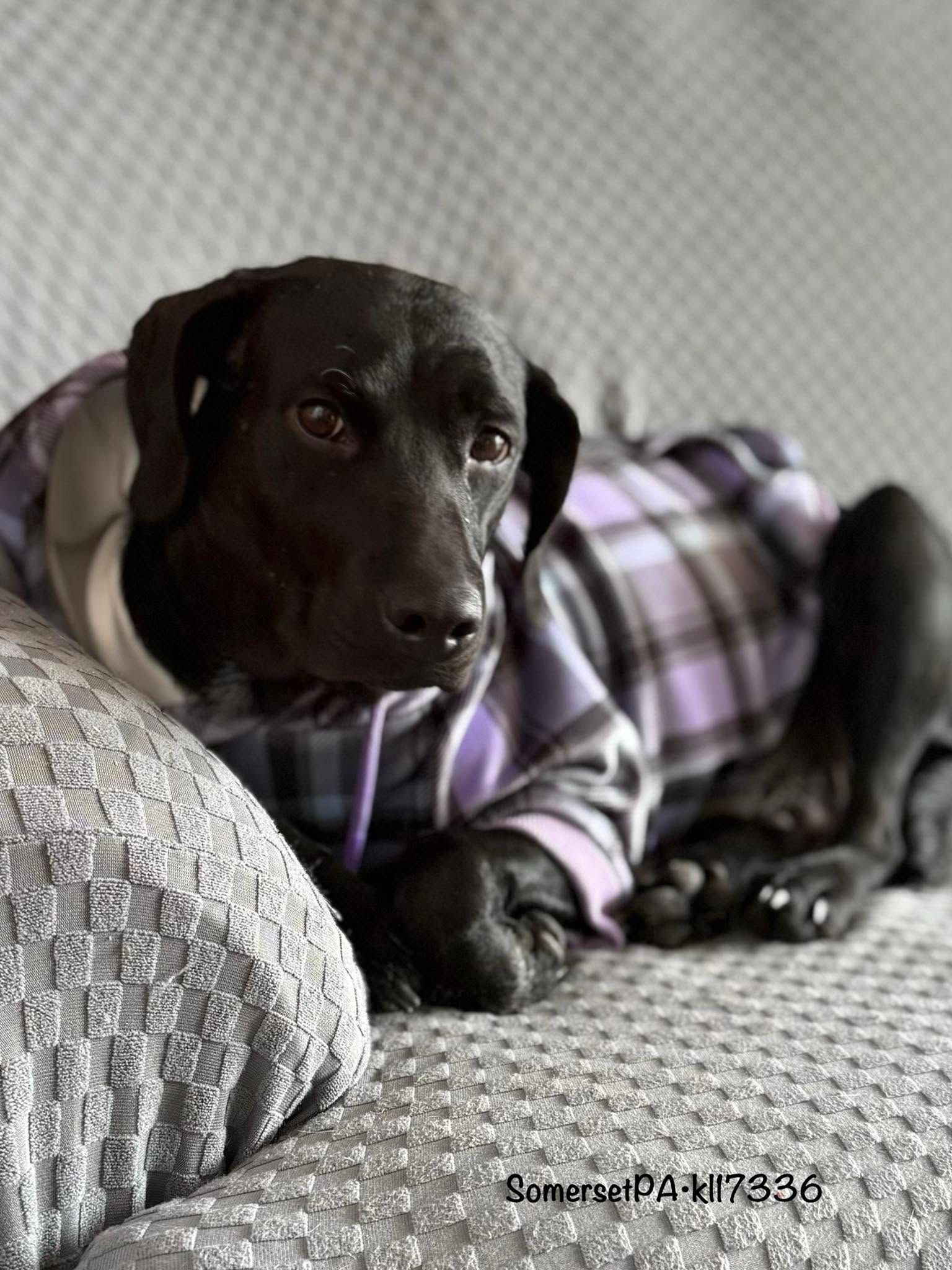 dog adoption