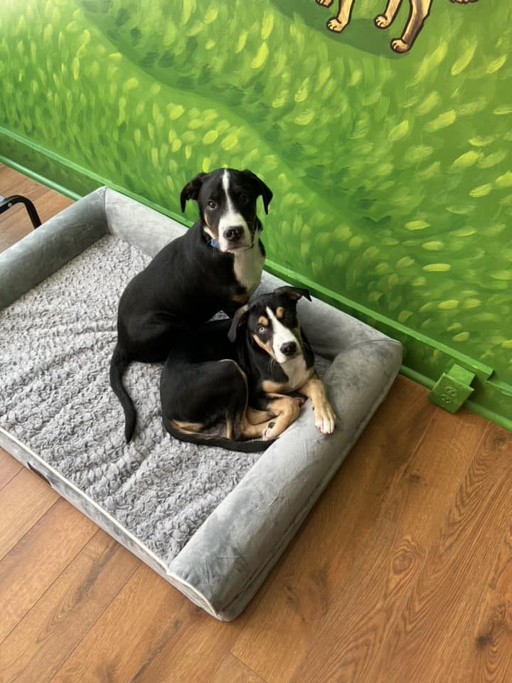 Come visit us! playful puppies at the abbys angels office bedford posing for the camera