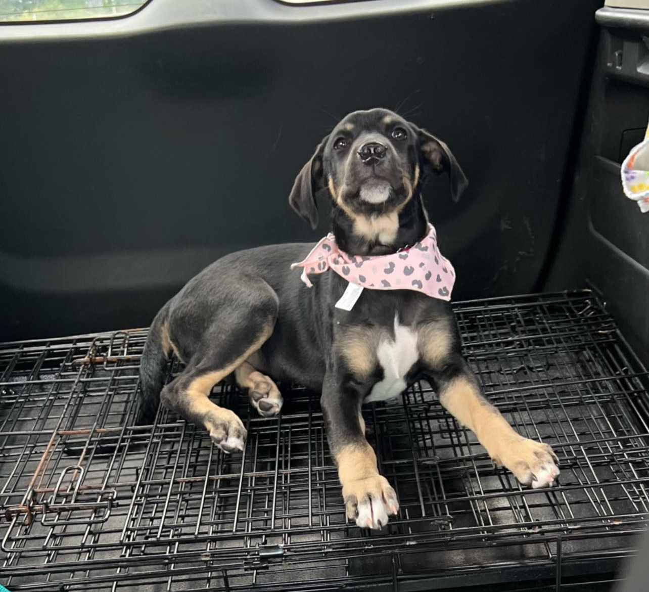 Leah going to join her forever family. She will forever be loved as she is now adopted by some amazing people.