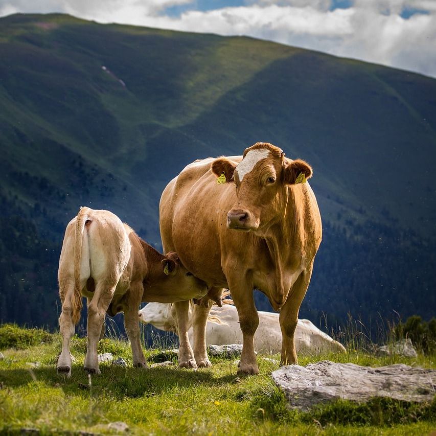 A herd of cows standing in a grassy field with mountains in the background