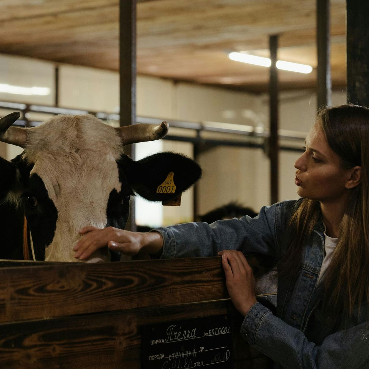 A woman petting a cow in the barn.