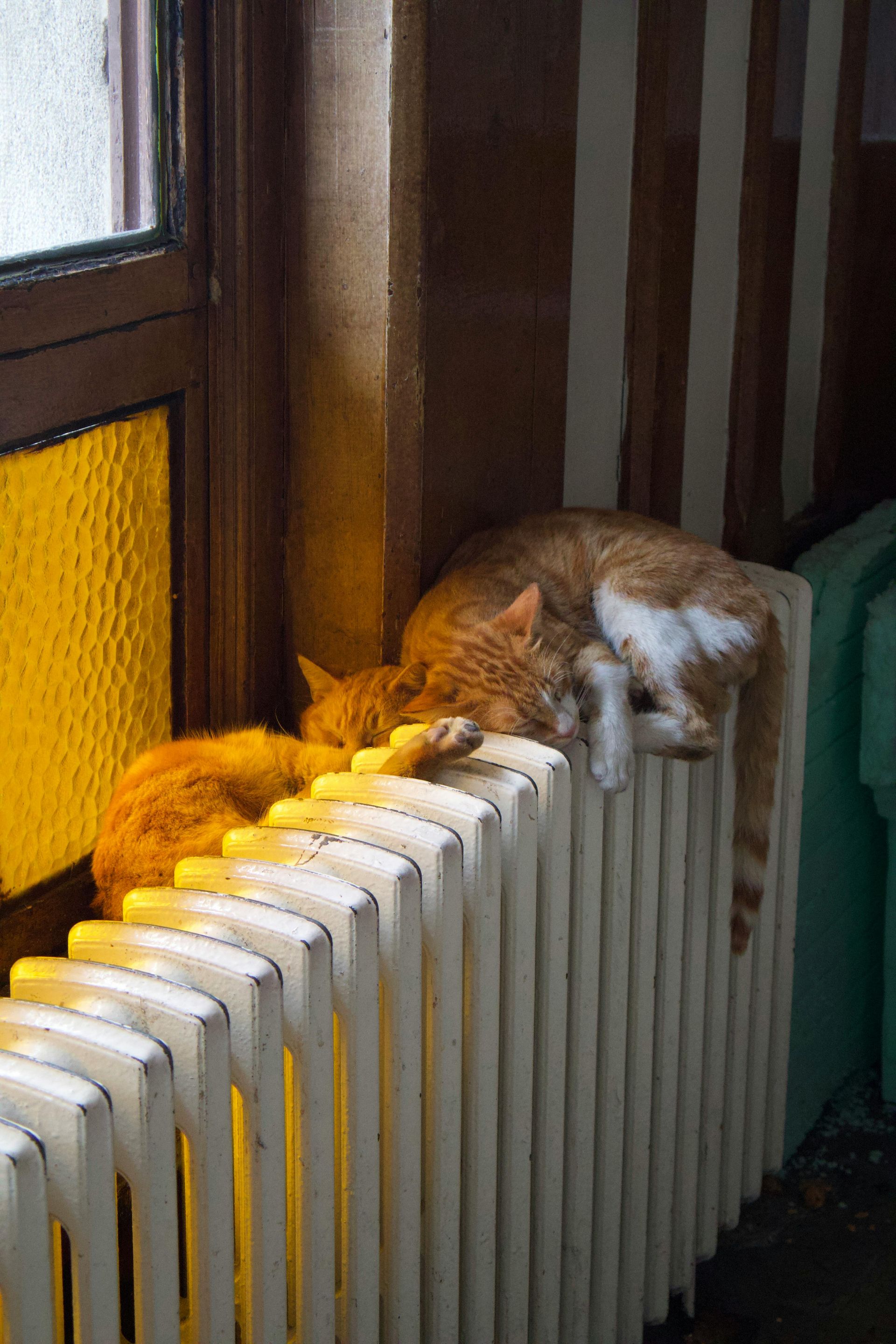 Two orange cats asleep on a white radiator near a window.
