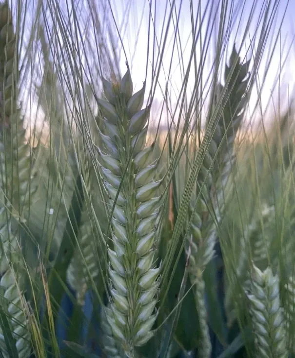 Nature — Family Counselling in Dubbo, NSW