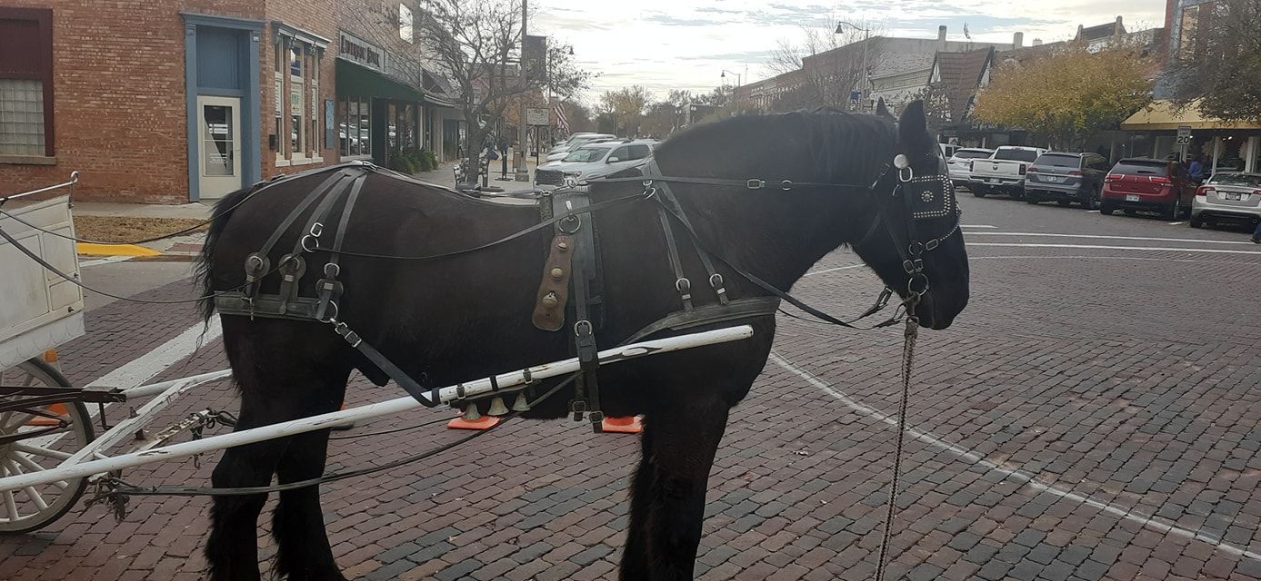 black horse