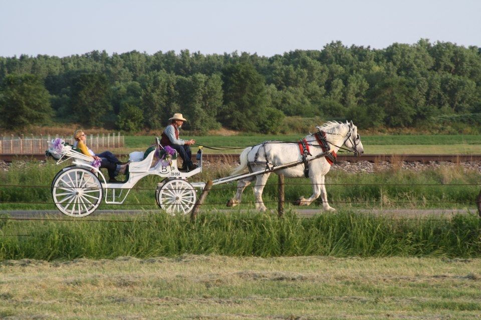 white carriage pulled by white rose