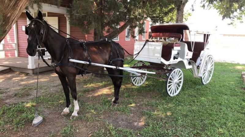 black horse pulling white carriage