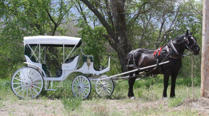 black horse pulling white carriage
