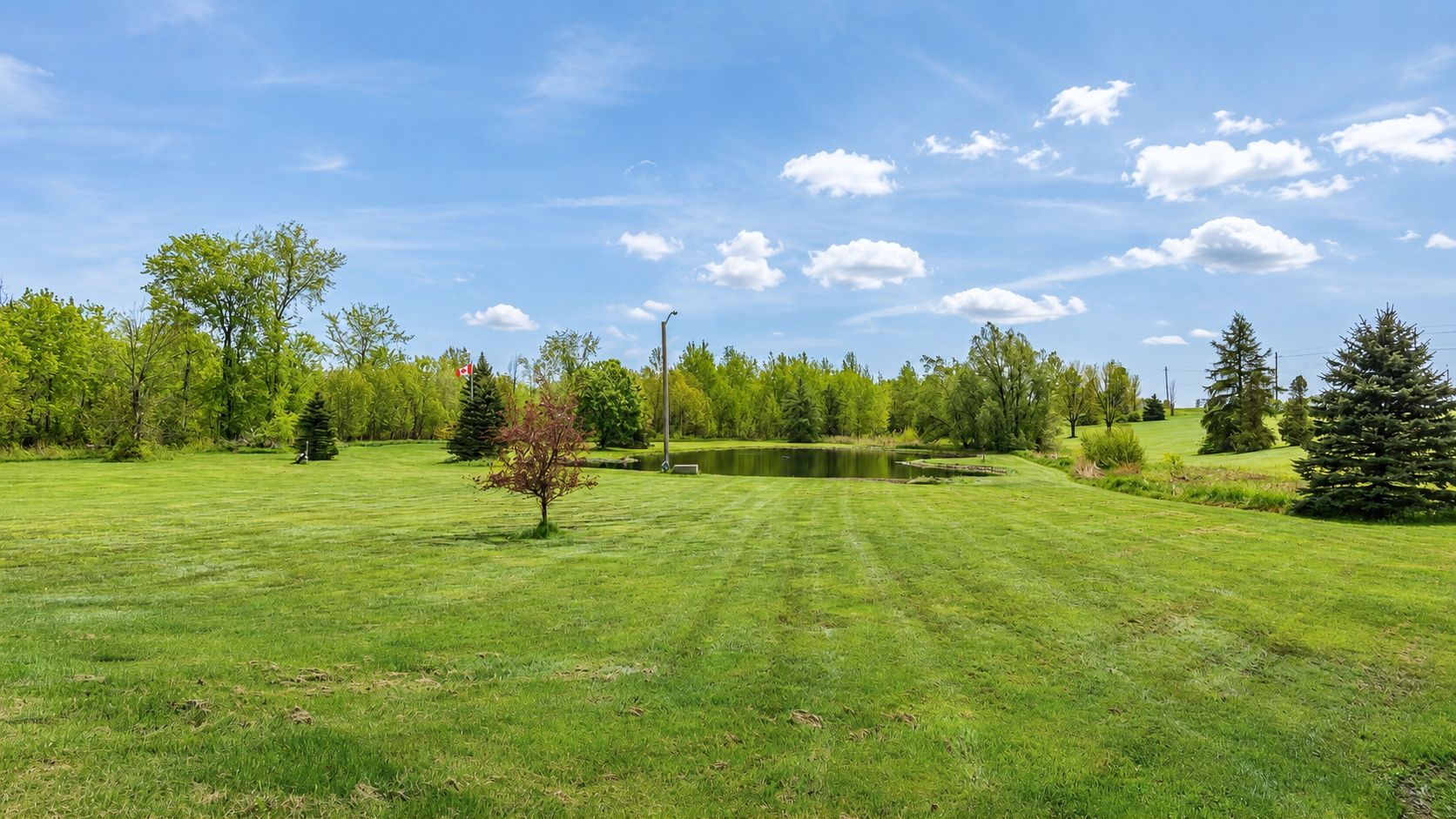 Sunny green park with open grassy field, scattered trees, and blue sky with clouds