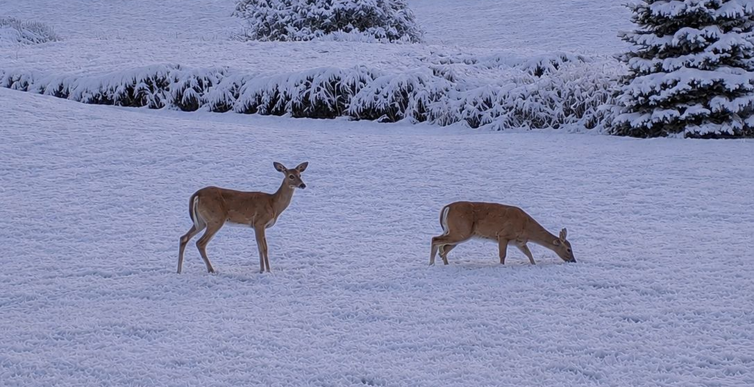 deer near a spring-fed pond on a family's country home near Milton, Ontario.
