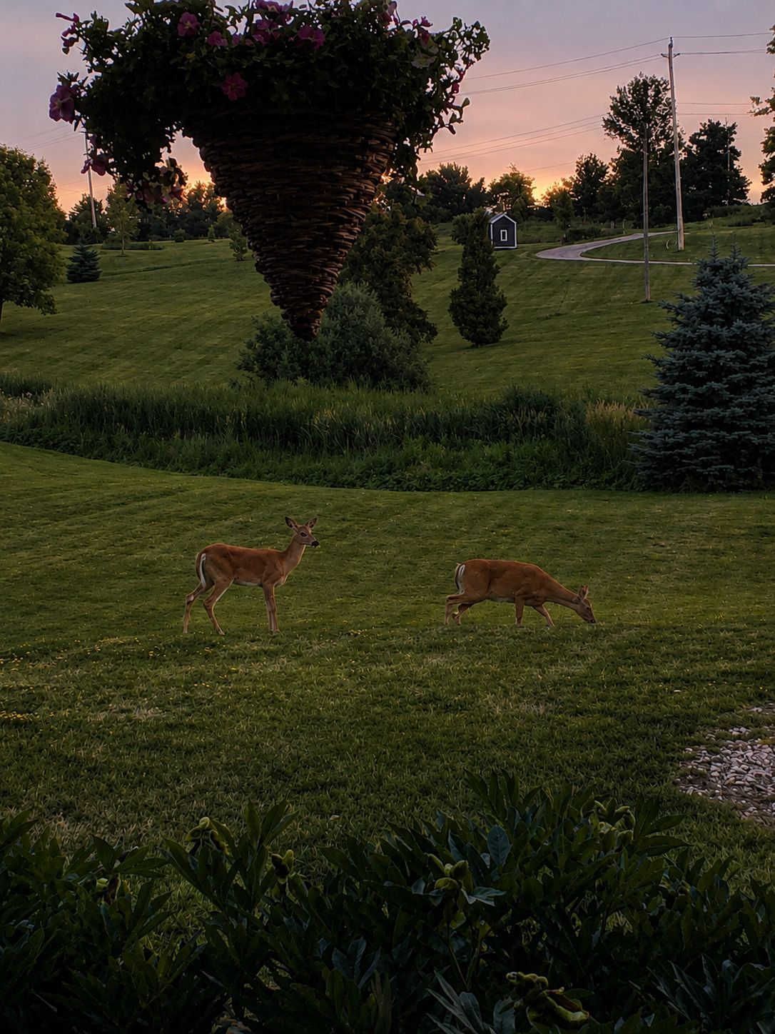 deer standing near a spring-fed pond on a country property near Milton, Ontario 