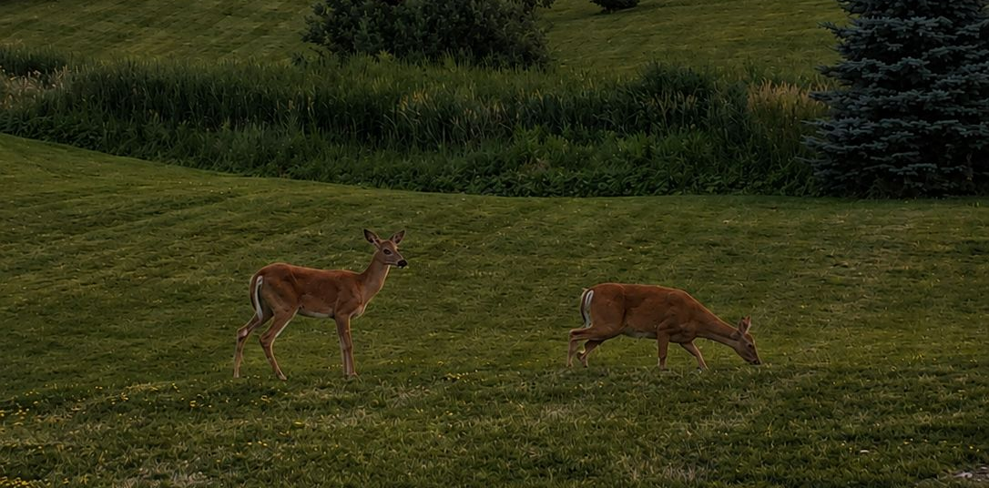 Two deer on a grassy hillside, one standing and one walking, with trees in the background