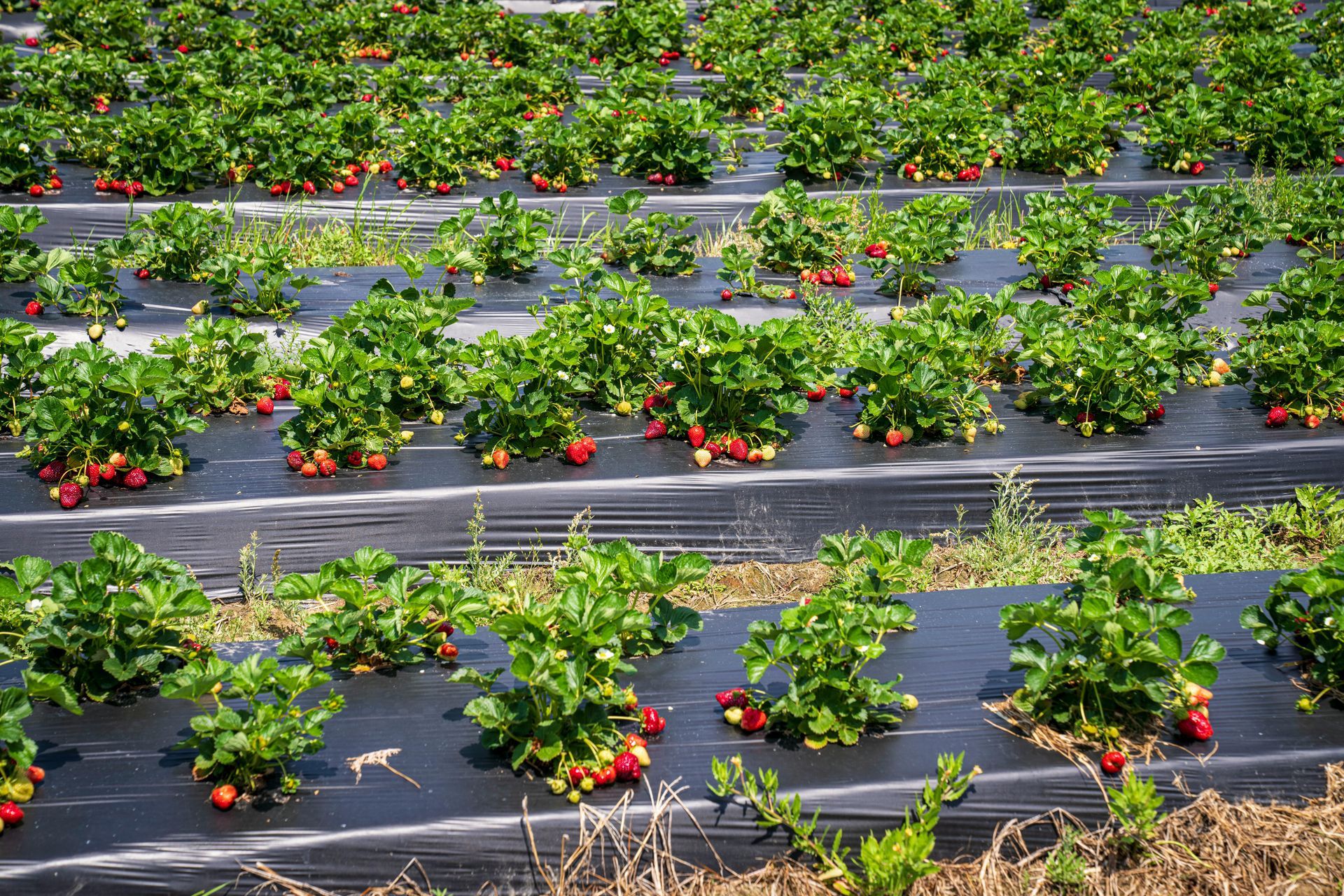 Rows of strawberry plants growing through black plastic mulch in a field