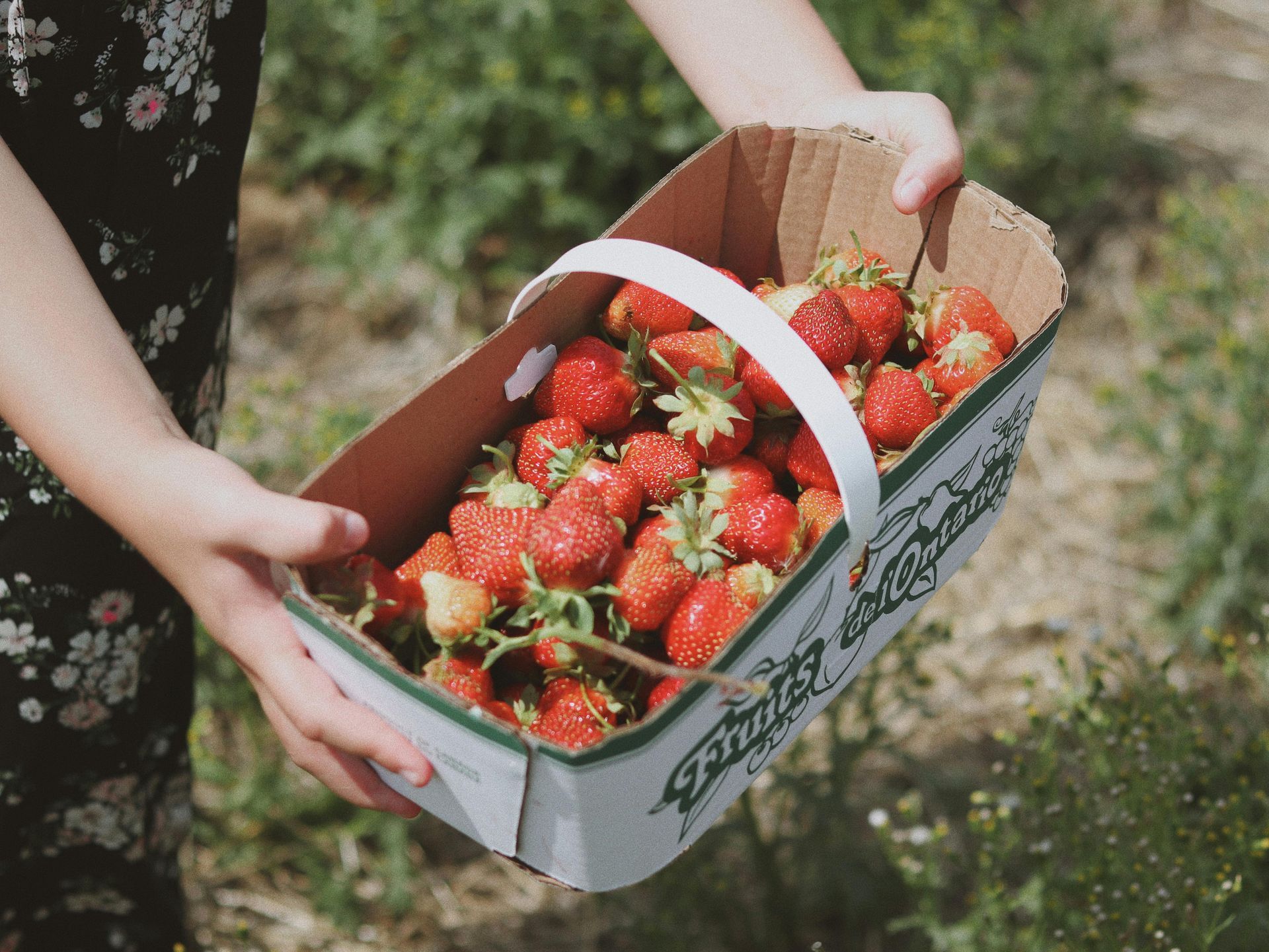 Hands holding a box filled with fresh strawberries outdoors.