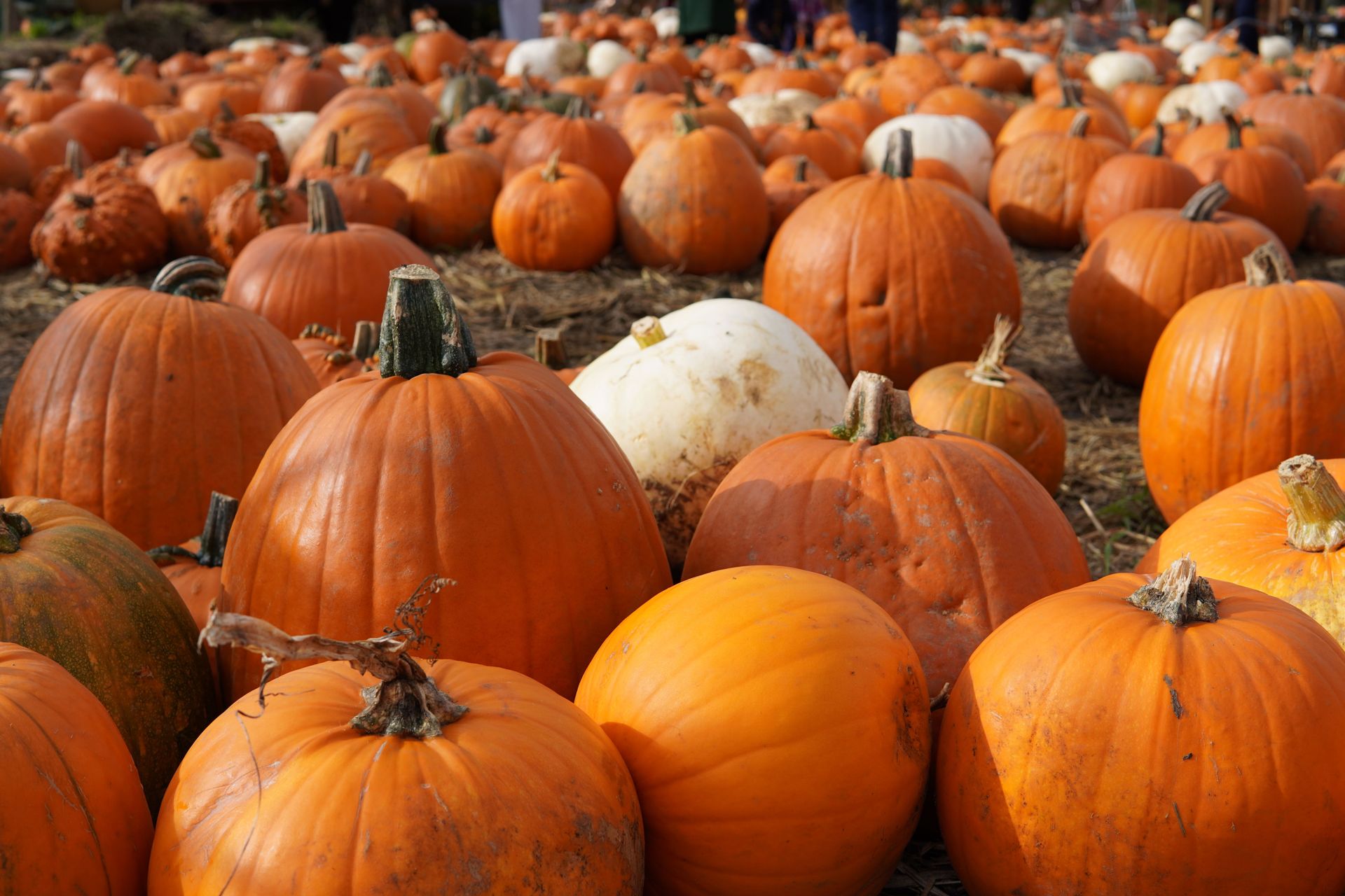 Pumpkins of various sizes and colors piled together at a pumpkin patch