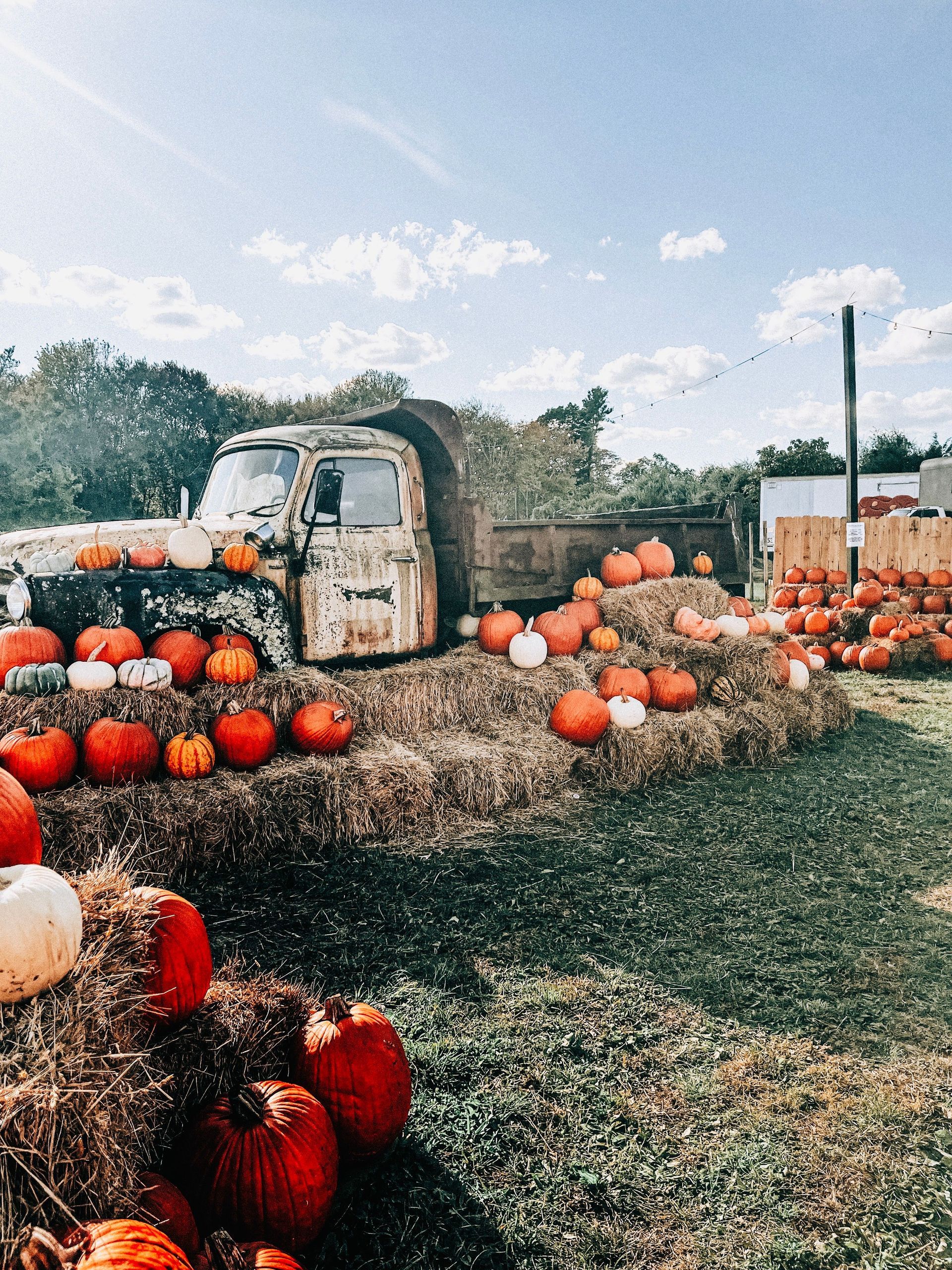 Pumpkins scattered around an old truck in a field under a blue sky