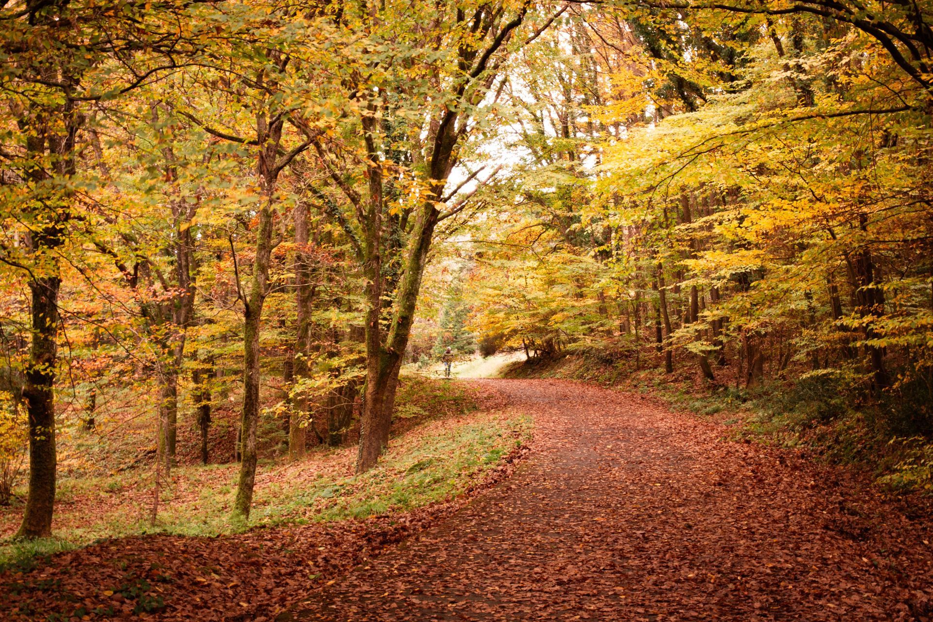 Autumn forest path covered in fallen leaves, with golden trees lining a winding trail