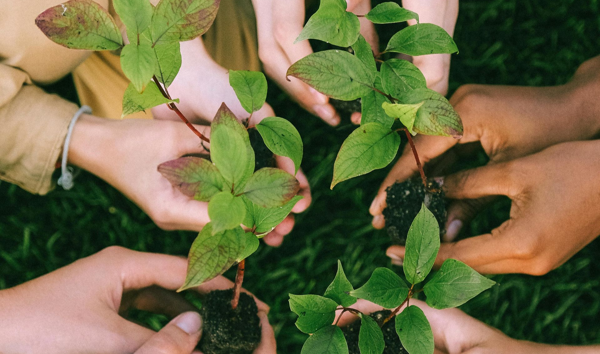 “Tree planting in Milton parks during Earth Day 2026 activities” 
