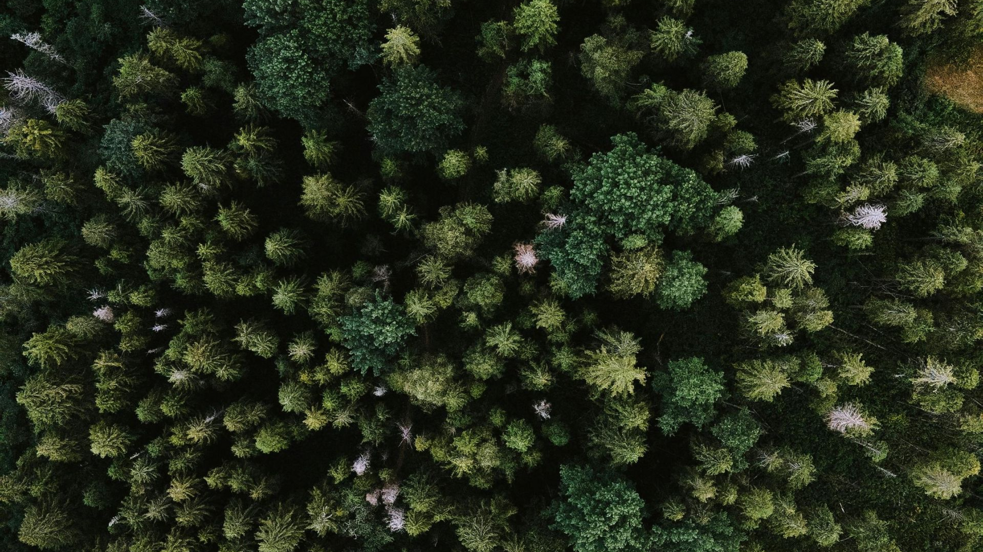 Overhead view of a dense forest, various shades of green, with sunlight dappling through the trees.