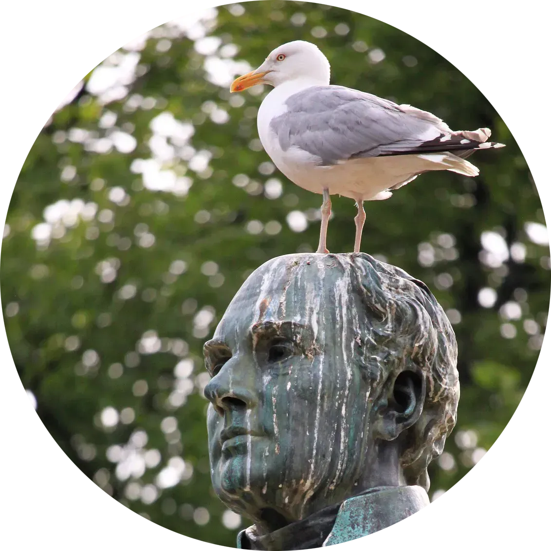 Seagull – bird-proofing for property