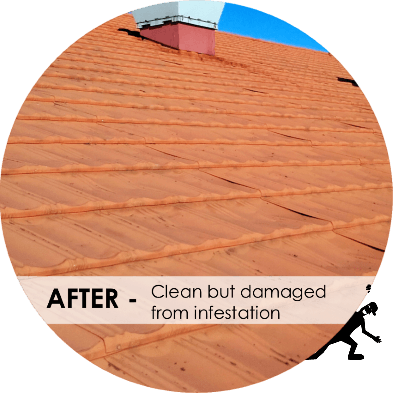 Roof after pest infestation – clean but damaged