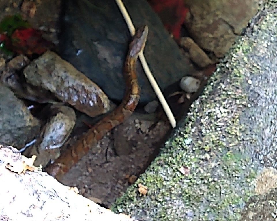 Rusty metal pipe and debris in a muddy, mossy drainage ditch