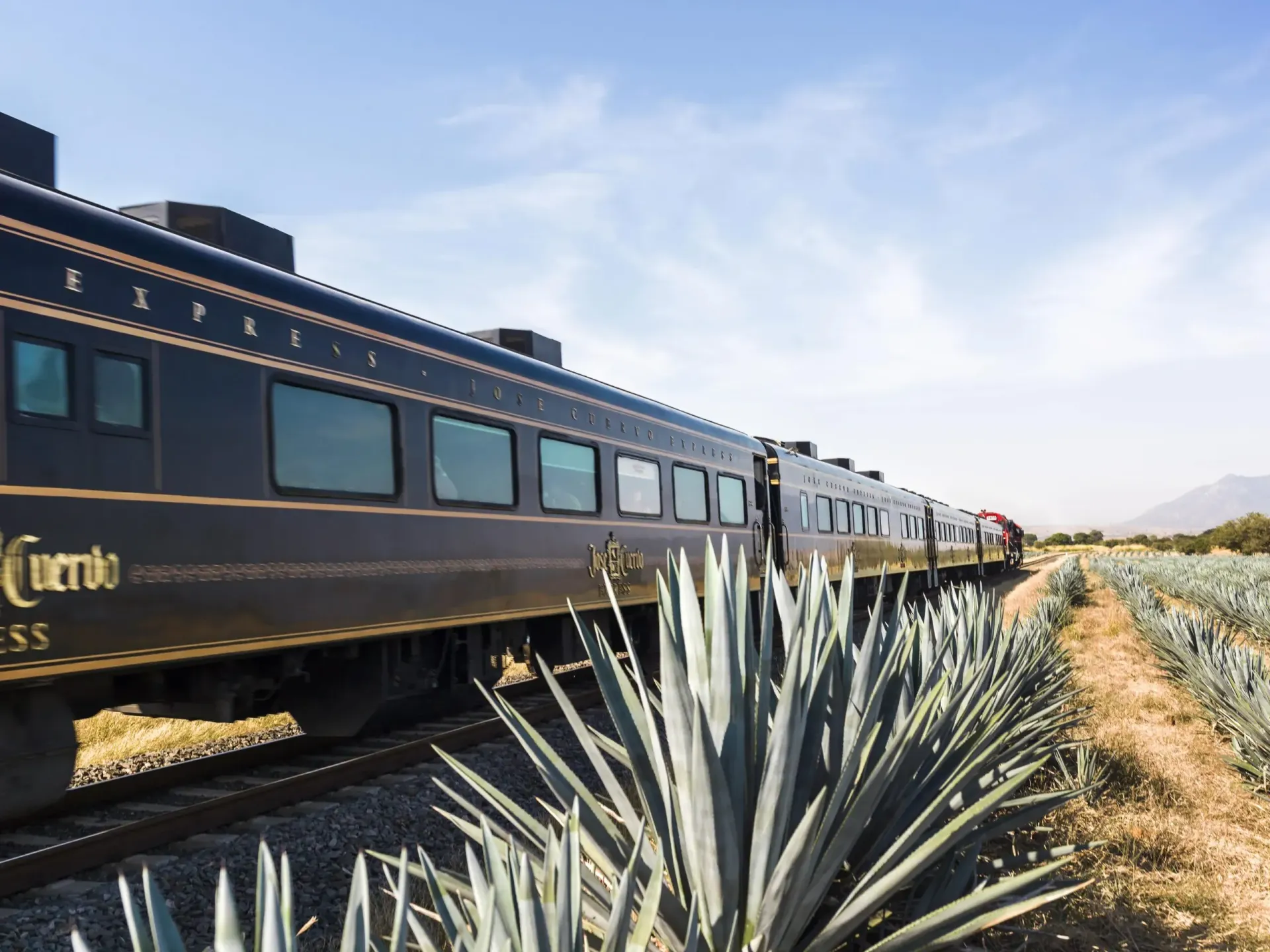 tren jose cuervo express en paisaje de agave