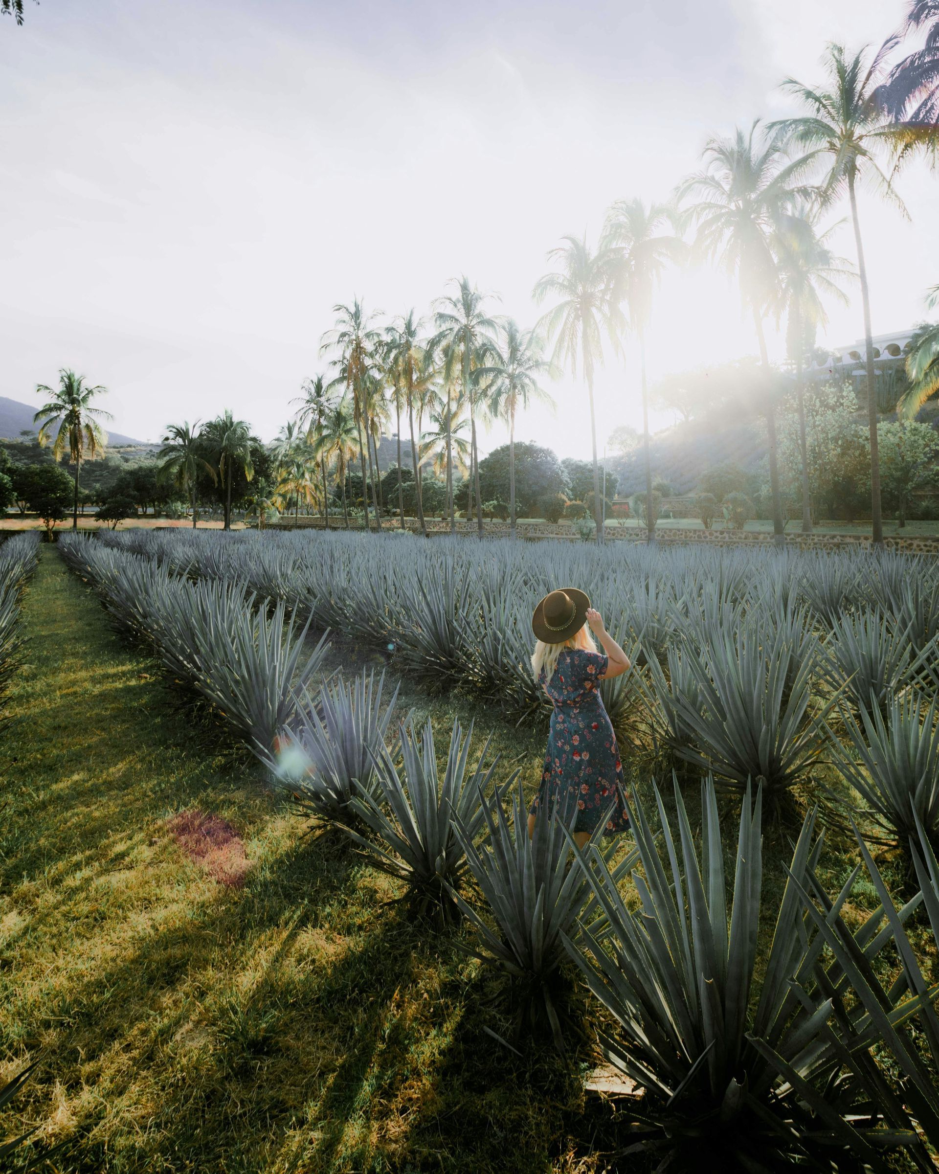 paisaje agavero en tequila jalisco