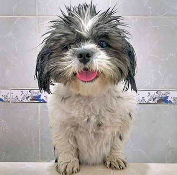 CABO PET HOSPITAL - especialidad en cirugía de perros